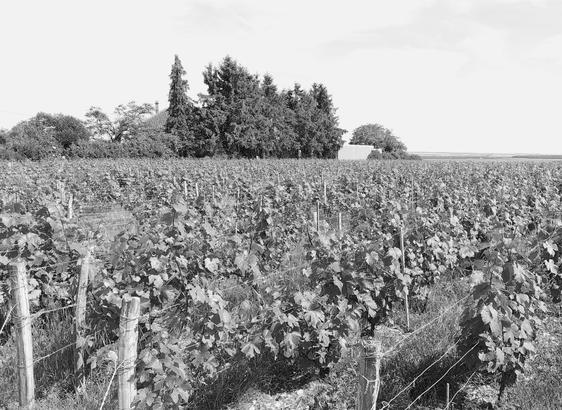 Photographie en noir et blanc de vignes à Préhy