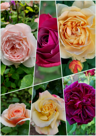A collage of six rose images in a skewed matrix. Colors are blush pink, red, yellow, peach, yellow flushed with red, and deep burgundy.