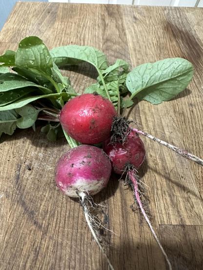 Three radishes with leaves, a a bit of soil sitting on an oak cutting board. Two are red, whilst the third is more purple with a white patch on the bottom.