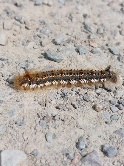 Nahaufnahme einer Raupe auf steinigem Untergrund. Sie hat rotbraune borstige Haare und an den Seiten zusätzlich weiße Haarbüschel. Auf ihrem Rücken ein Band aus gelblichen Punkten.   //
🐛 Close-up of a caterpillar on a stony surface. It has reddish-brown bristly hairs and additional tufts of white hair on the sides. A band of yellowish dots on its back.
