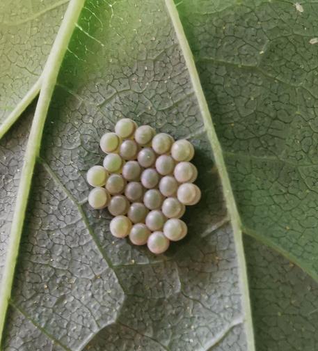 perfectly hexagonal set of eggs from an insect on the lower side of a hop leave.
