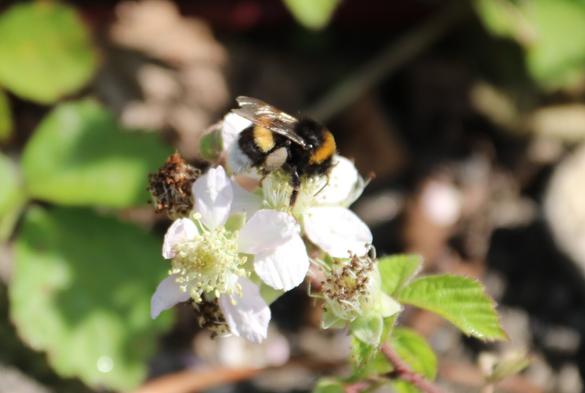 Bourdon sur des fleurs de mûrier - Bumblebee on mulberry flowers