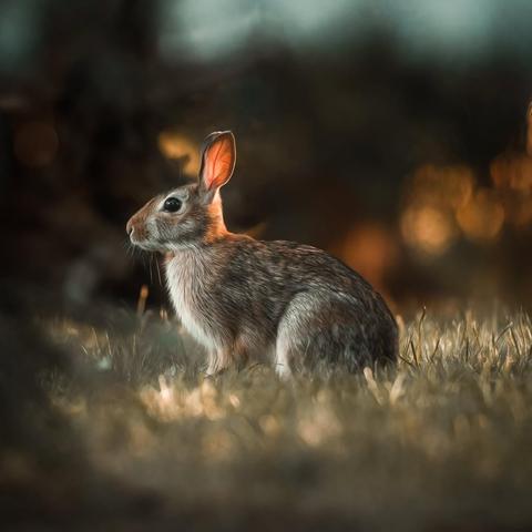 wild rabbit side view pausing on grass at dusk