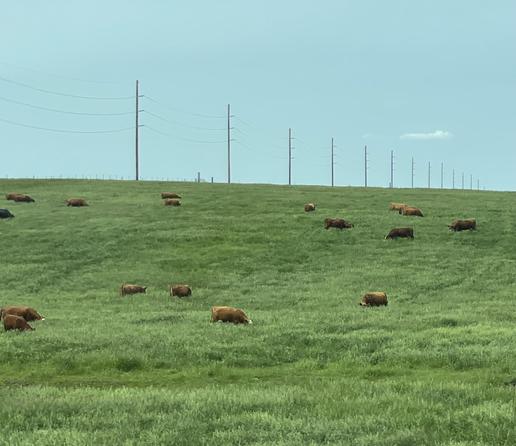 A grassy hill with a hazy blue sky. A row of telephone/electric poles diagonal along the back of the hill. On the hill, in the tall grass is a herd of light brown cows, spread out, munching on the grass.