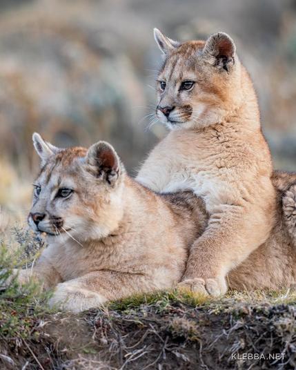 pair of wild puma cubs snuggling in patagonia
