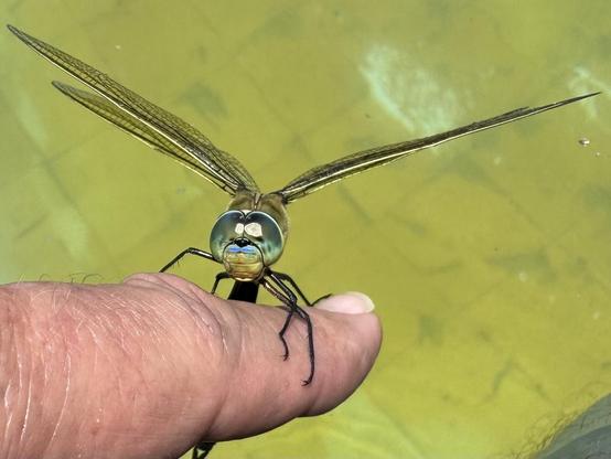 A large emperor dragonfly (Anax imperator) has found my swimsuit very interesting as a place to perch, and ends up doing so on my finger. It can reach 8 cm in length and a wingspan of 12 cm. It is the largest in Western Europe. End of May. Province of Alicante, Spain.