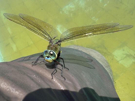 A large emperor dragonfly (Anax imperator) has found my swimsuit very interesting as a place to perch, and ends up doing so on my finger. It can reach 8 cm in length and a wingspan of 12 cm. It is the largest in Western Europe. End of May. Province of Alicante, Spain.