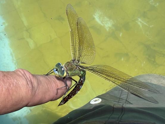 A large emperor dragonfly (Anax imperator) has found my swimsuit very interesting as a place to perch, and ends up doing so on my finger. It can reach 8 cm in length and a wingspan of 12 cm. It is the largest in Western Europe. End of May. Province of Alicante, Spain.