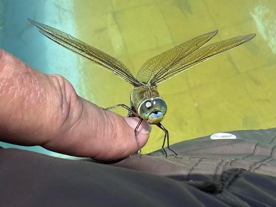 A large emperor dragonfly (Anax imperator) has found my swimsuit very interesting as a place to perch, and ends up doing so on my finger. It can reach 8 cm in length and a wingspan of 12 cm. It is the largest in Western Europe. End of May. Province of Alicante, Spain.