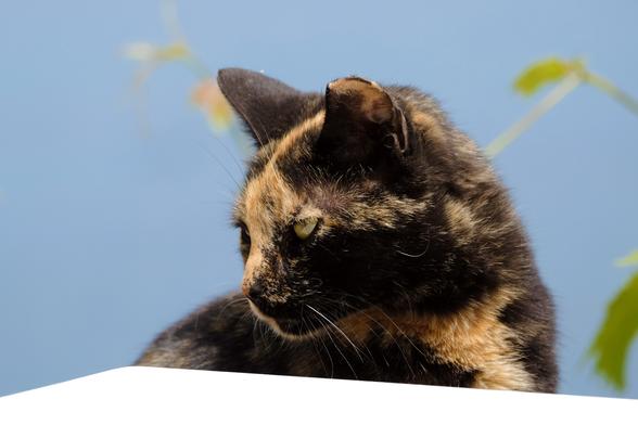 Photo of a tortoiseshell cat peeking over the edge of a white table. Behind the cat is a blurred blue background.