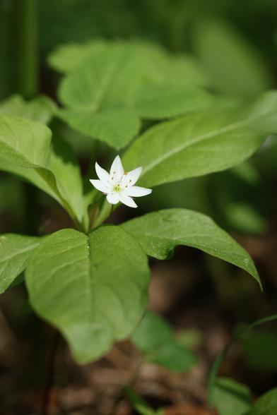 A photo of a small white flower called the arctic starflower in the undergrowth of a forest on a sunny spring day.