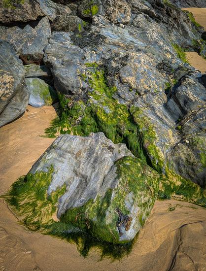 Some seaweed-covered rocks revealed at low tide. Towan Beach, New Quay.
