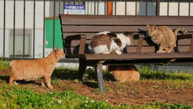 Cats with hooked and bent tails fill Nagasaki, Japan, where they are thought to bring good luck