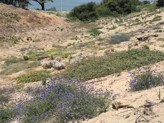 Purple, yellow and white flowering bushes dot a sand dune valley. The Pacific makes a cameo appearance at the top of the frame.