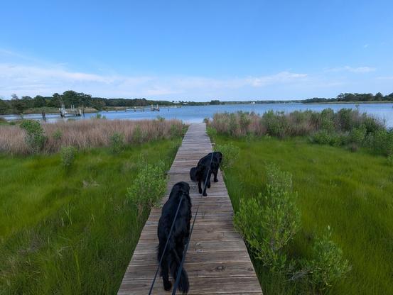 Photo of a calm afternoon on Harris Creek, white storm clouds remnants ride in the deep blue sky. Marsh is a riot of new green growth. Creek water is rippled and reflects the sky and clouds.
In the foreground Miles and Jon two black Flat-Coated retrievers stroll down the wood walk in hopes of spotting interesting waterfowl.