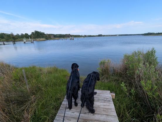 Photo of a calm afternoon on Harris Creek, white storm clouds remnants ride in the deep blue sky. Marsh is a riot of new green growth. Creek water is rippled and reflects the sky and clouds.
In the foreground Miles and Jon two black Flat-Coated retrievers stand on the wood walk looking out for interesting waterfowl.