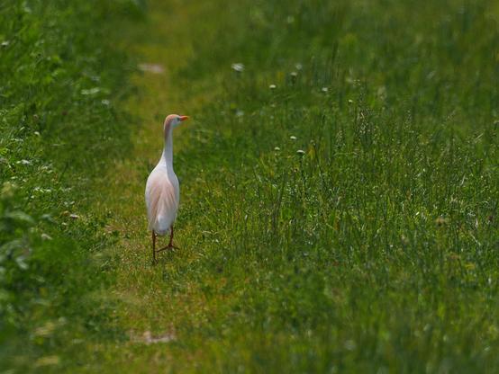 Kuhreiher im Prachtkleid von hinten auf einer Wiese.