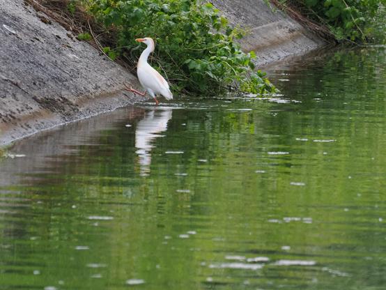 Kuhreiher im Prachtkleid von der Seite, der gerade aus einem Kanal steigt und eine Ringelnatter im Schnabel trägt.