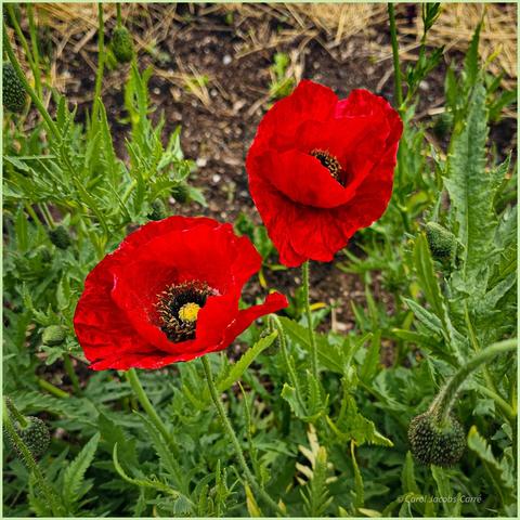 Brilliantly scarlet, these lovely poppies caught my eye as we walked by. They have  yellow pistils, and their black anthers are topped by yellow pollen sacs. There are plenty of buds next to the flowers amid an array of compound green leaves.