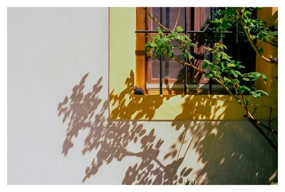 Color photograph of a section of a barred window with a yellow frame. In front of the window, a rose bush protrudes into the picture from the right, casting its shadow partly on the yellow window frame and partly on the white wall of the house.