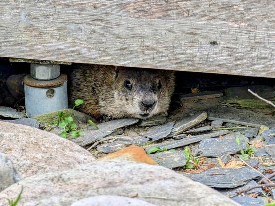 A brown groundhog peeks out from under a wooden walkway. It's nearly the same colour as the wood and had run below the walkway a moment before to hide. But, because I have fed a dandelion to a groundhog before, I know they like them, so I held one out. The groundhog didn't want to come closer, so I left it and the animal enjoyed the snack in peace while we kept our distance
