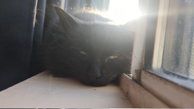 A black cat is sunning herself on a windowsill, sleepily glaring at the distracting camera.