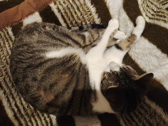 #Anarchodiva #Rallou #Caturday late
