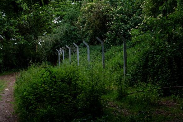 A series of tall concrete fenceposts with the top tilted outwards have no wire or other barrier between them. There's a path on the left of the photo, then some undergrowth, then the fenceposts surrounded by thick undergrowth and trees behind