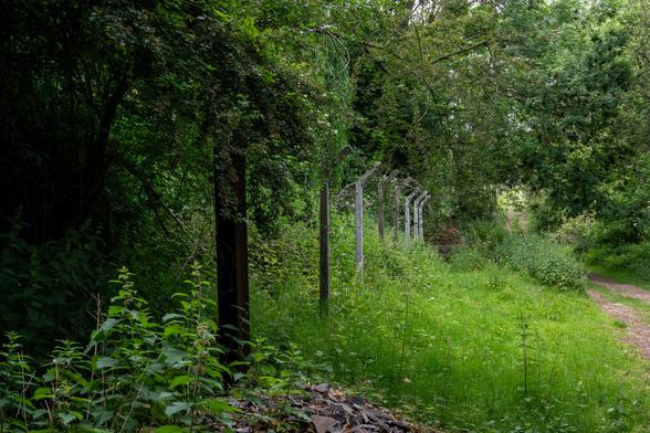 A series of tall concrete fenceposts with the top tilted outwards have no wire or other barrier between them. There's a path on the right of the photo, then some grass then the fenceposts surrounded by thick undergrowth and trees behind