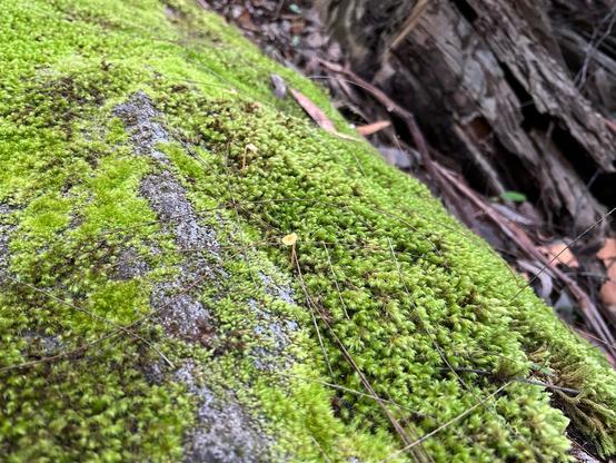 A very tiny mushroom growing from a boulder covered in bright green moss