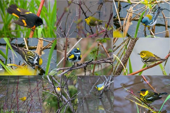 composite photo with ten small birds (warblers)