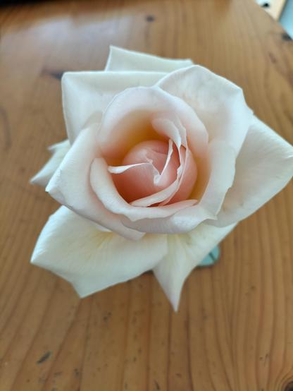 Opened rose in a small vase sitting on a wooden table. Ophelia rose is a delicate yellowy pink