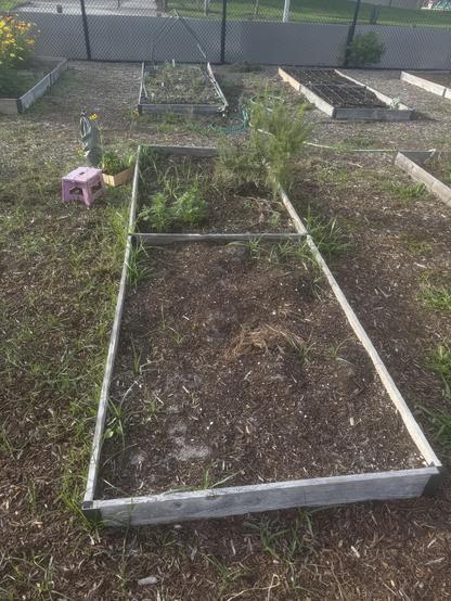 A long 4x12ft raised bed divided into two parts. One part has a rosemary bush, a few marigolds, and two cosmo plants. Both beds have some weeds growing. On the top left side of the bed, pink footstool is along with a box of plants and a green bag of worm castings.