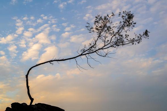 a lone crooked tree standing at the cliff with some high evening clouds in the back