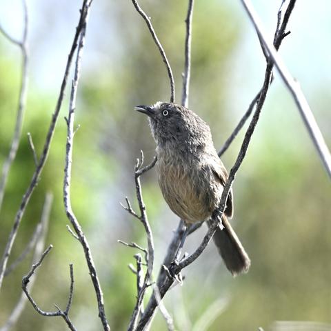 A Wrentit calling while perched on a slender branch, with a slightly plump body, grayish-brown feathers, and a distinct light-colored eye.