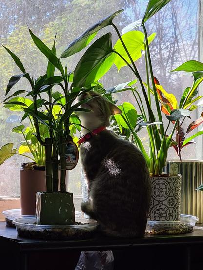 Lilith, a grey , white and peach striped cat. She's about 9 months old here, and is sitting on the window sill in the sun, she's surrounded by a variety of houseplants and is stretching her head up to sniff along the long slender leaves of a bamboo plant. the sun is filtering through the window creating patterns of light and shadow. It's a pretty picture, and Lilith looks very content.