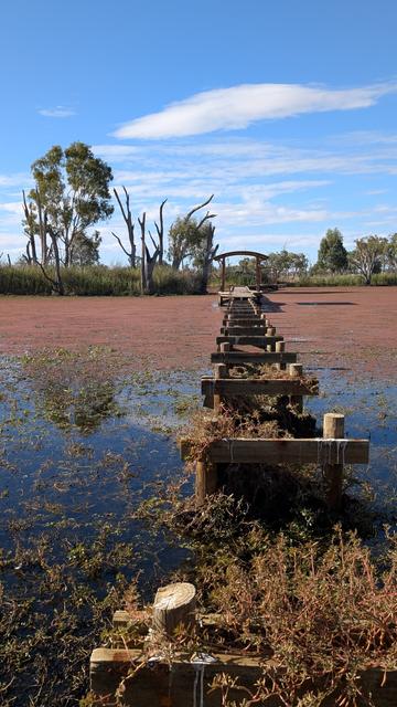 Looking from the water's edge towards an inaccessible boardwalk with all boards missing, across a shallow lake with a covering of pink and green aquatic plants. The many water birds had unfortunately all flown or paddles out of view.