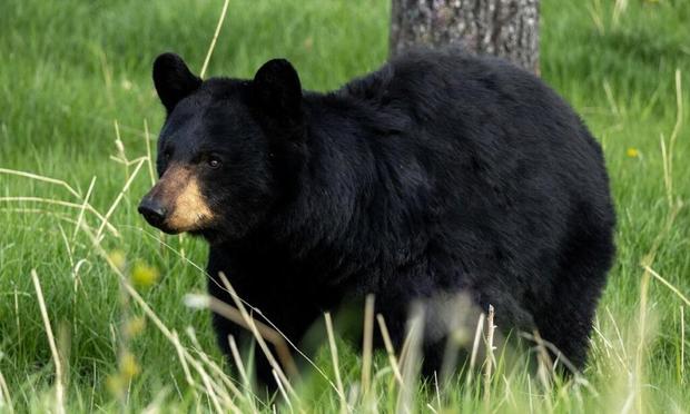 Golfers tee off with wildlife in Kananaskis
