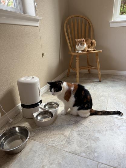 Two cats watching the automated feeder. One is a brown and black and white calico, standing directly in front of the food bowl. The other is an orange tabby sitting on a chair watching from above. Both are VERY intent on the impending food.