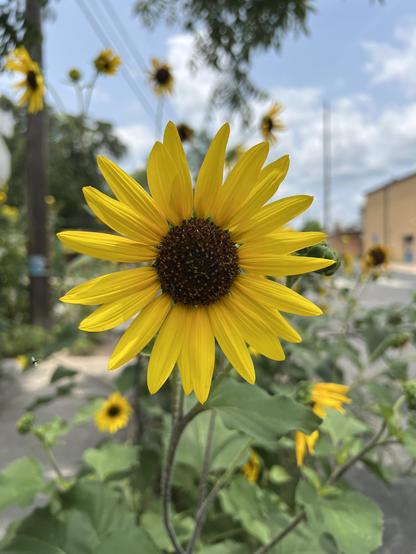 a sunflower blooming