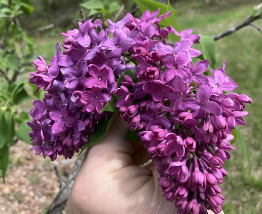 Holding a giant pink-purple lilac blossom in my head! I can still remember smell!