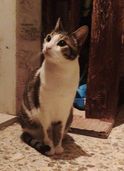 Supposed it's 5am with gin. And they, particularly she, #Anarchodiva #Rallou late late #Caturday fixed on bug.
The image features a cat sitting on a speckled, light-colored floor. The cat has a predominantly white body with gray and brown patches, including a distinctive striped tail. Its fur is short and smooth, and it has large, round eyes that are wide open, giving it an alert and curious expression. The cat's ears are perked up, and it is looking upwards, possibly at something of interest. The background includes a wooden door frame and a partially visible blue object, suggesting an indoor setting. The lighting is warm, creating a cozy atmosphere.

Provided by @altbot, generated privately and locally using Ovis2-8B

🌱 Energy used: 0.148 Wh