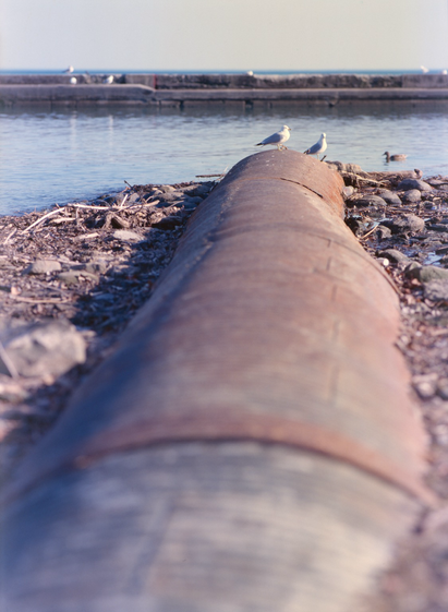 A very shallow focus photo looking along the length of a drainpipe, only the section near the end of its decaying corrugated metal bulk and one of the seagulls at its end in clear focus. Debris surrounds it and a duck swims by.