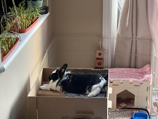 A special appearance hby Sitara in toes out mode on Trance Night.  We love this rabbit so much!