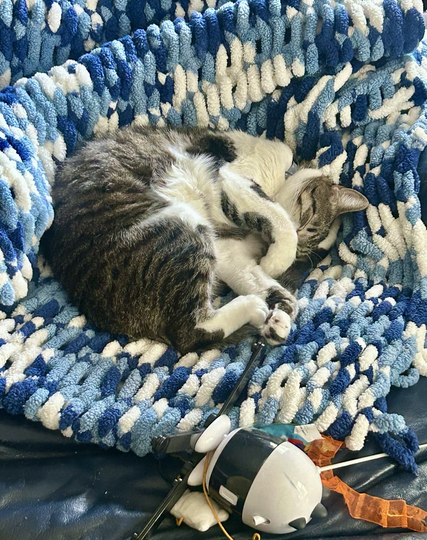 Sleeping tabby cat with toys