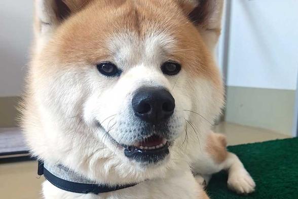 「いる！」　秋田犬がごはん待ちアピールをしていた場所にほっこり　「モザイクみたいになってる」 | Hint-Pot