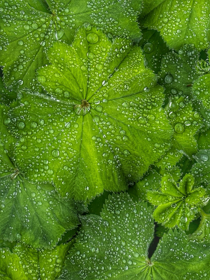 Lady’s mantle leaves with raindrops.