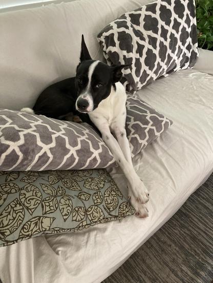 Rufus the black and white cattle dog mix is laying on the couch, after pulling down the back cushions to make himself right at home, he even has his front feet crossed all proper like.