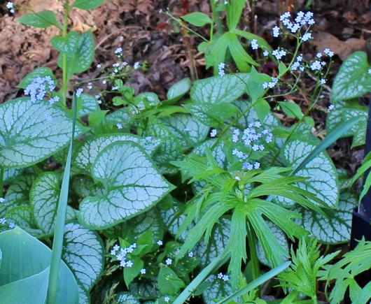 Tiny blue flowers on thin green stems with heart-shaped variegated   leaves and some brighter green multi-lobed leaves below in a shady spot of a flower bed.