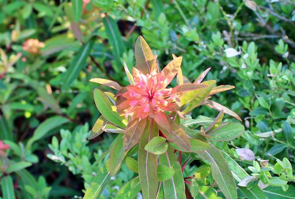 Sunlit multi-petal pink bloom on plant with elongated green leaves with reddish center veins and edges to the leaves. The background is a bit blurred of neighboring plants.